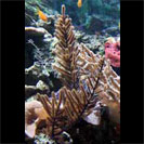 See all pictures for Muriceopsis flavida