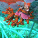 See all pictures for Myriapora truncata