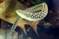 See all pictures for Myrichthys breviceps