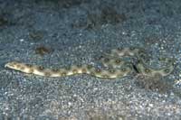 See all pictures for Myrichthys ocellatus