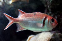 See all pictures for Myripristis jacobus