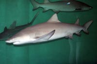 See all pictures for Negaprion brevirostris