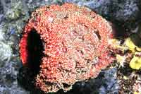 See all pictures for Neofibularia nolitangere