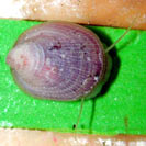 See all pictures for Nerita albicilla