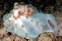 See all pictures for Octopus briareus