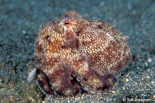 Ophioctopus burryi