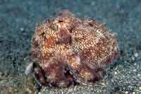 See all pictures for Octopus burryi