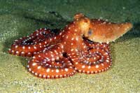 See all pictures for Octopus macropus