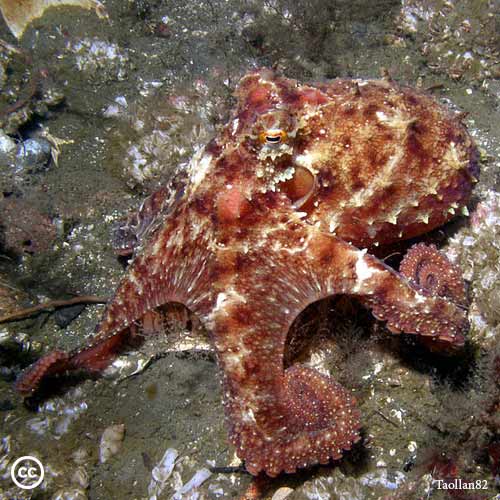 Octopus rubescens