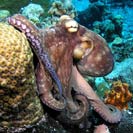 See all pictures for Octopus vulgaris