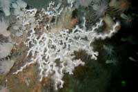 See all pictures for Oculina tenella