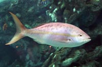 See all pictures for Ocyurus chrysurus