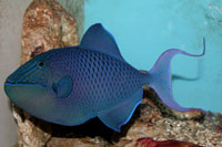 See all pictures for Odonus niger