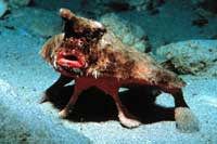 See all pictures for Ogcocephalus parvus