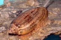 See all pictures for Oliva sayana