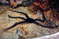See all pictures for Ophiocoma echinata