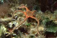 See all pictures for Ophioderma longicauda