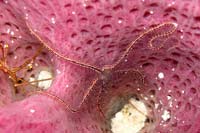 See all pictures for Ophiothrix suensoni