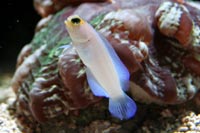 See all pictures for Opistognathus aurifrons