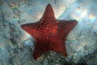 See all pictures for Oreaster reticulatus