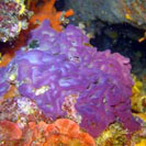 See all pictures for Oscarella lobularis