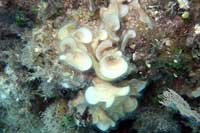 See all pictures for Padina jamaicensis