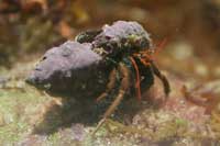 See all pictures for Paguristes eremita