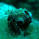 See all pictures for Pagurus anachoretus