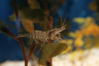 See all pictures for Palaemon serratus