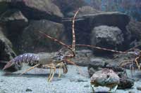 See all pictures for Palinurus elephas