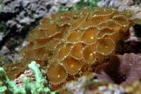 See all pictures for Palythoa sp