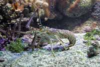 See all pictures for Panulirus argus