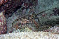 See all pictures for Panulirus guttatus