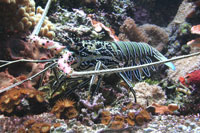 See all pictures for Panulirus versicolor