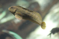 See all pictures for Parablennius sanguinolentus