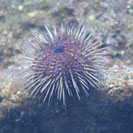 See all pictures for Paracentrotus lividus