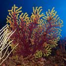 See all pictures for Paramuricea clavata