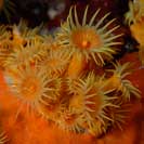 See all pictures for Parazoanthus axinellae