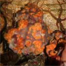 See all pictures for Parazoanthus swiftii