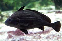 See all pictures for Pareques acuminatus