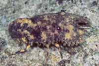 See all pictures for Parribacus antarcticus