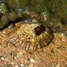 See all pictures for Patella vulgata