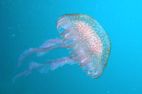 See all pictures for Pelagia noctiluca