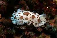 See all pictures for Peltodoris atromaculata