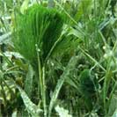 See all pictures for Penicillus dumetosus