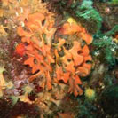 See all pictures for Pentapora fascialis