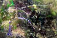 See all pictures for Periclimenes pedersoni