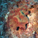 See all pictures for Petrosia ficiformis