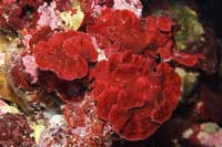 See all pictures for Peyssonnelia squamaria
