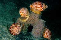See all pictures for Phalium granulatum
